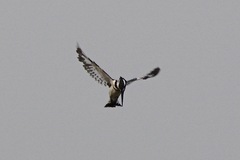 Ceryle rudis rudis