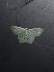 Chloropteryx stigmatica