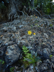 Hieracium maculatum