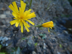 Hieracium maculatum