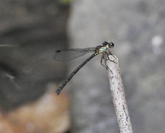 Lestoidea