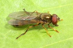 Platycheirus scambus