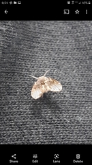Clogmia albipunctata