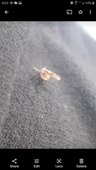Clogmia albipunctata