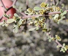 Condalia globosa pubescens