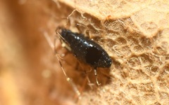 Aphelinidae