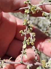 Condalia globosa pubescens