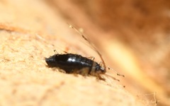 Aphelinidae