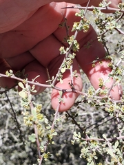 Condalia globosa pubescens