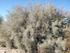 Condalia globosa pubescens