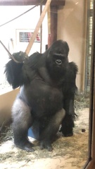 Gorilla