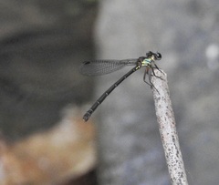 Lestoidea