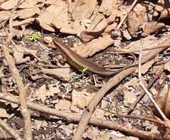 Eutropis multifasciata