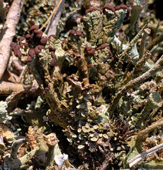 Cladonia subcariosa