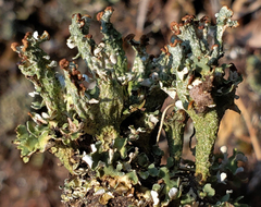 Cladonia subcariosa