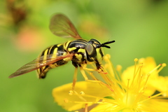 Chrysotoxum pubescens