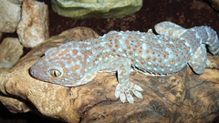 Gekko gecko
