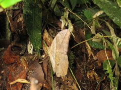 Eryphanis automedon
