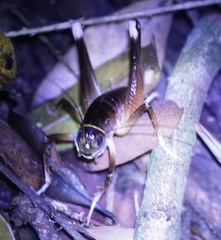 Penalva flavocalceata