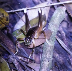 Penalva flavocalceata