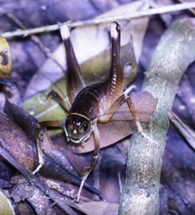 Penalva flavocalceata