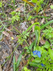 Commelina cyanea