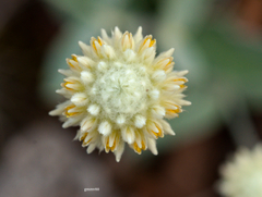 Pfaffia gnaphalioides