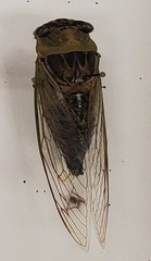 Neotibicen canicularis