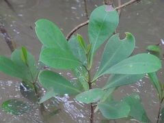 Magnoliopsida