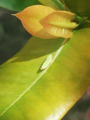 Image of Graphocephala versuta