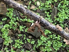 Daphnusa ocellaris