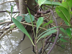 Magnoliopsida