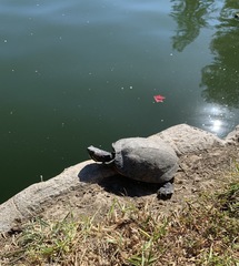 Trachemys scripta