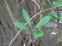 Magnoliopsida