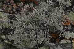 Eritrichium pulviniforme