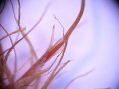 Dicranum howellii