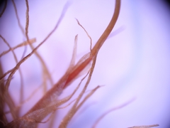 Dicranum howellii