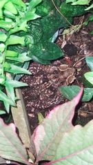 Rhinella horribilis
