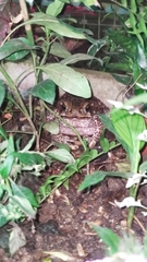Rhinella horribilis