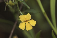 Goodenia ovata