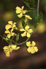 Goodenia ovata