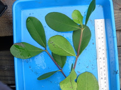 Sonneratia