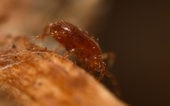 Pergamasus