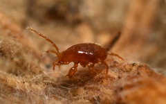 Pergamasus