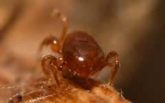 Pergamasus