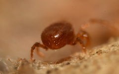 Pergamasus