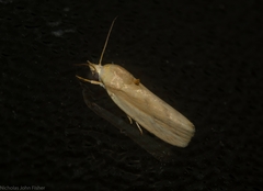Earias huegeliana