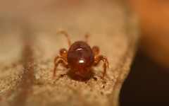 Pergamasus