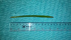 Rhizophoraceae