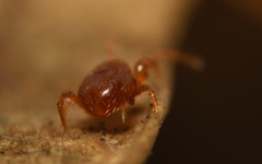 Pergamasus